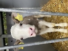 Projektwoche Klima und Nachhaltigkeit_3